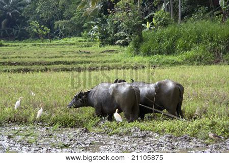 Para Bawół, przystosowana do pracy w polu paddy, Sri Lanka.