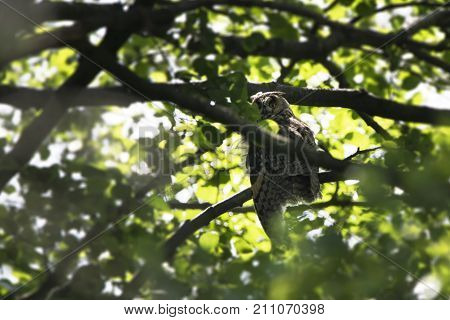 The long-eared owl (Asio otus) also known as the northern long-eared owl in the forest. Wildlife photography