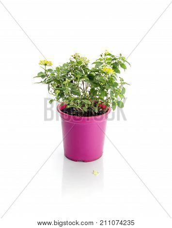 The plant Lantana camara (family Verbenaceae) in a pot on a white background closeup
