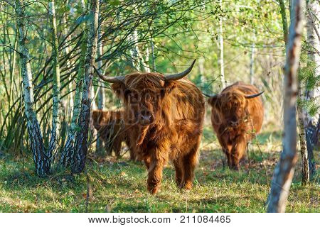 cows with long hair found in Switzerland. Those cows have long horns and long wavy coats that are coloured brown.