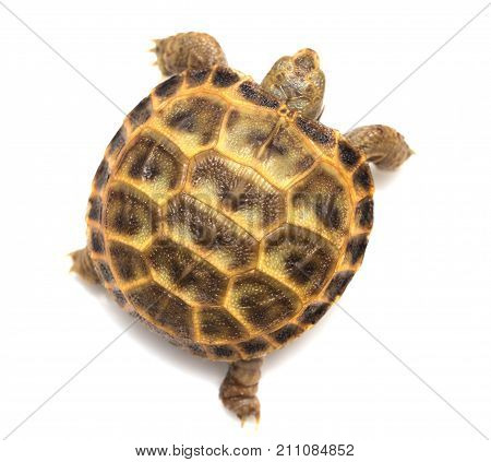 Turtle on a white background . In the park in nature