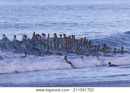 Large group of Falkland Steamer Ducks (Tachyeres brachypterus) riding a wave on Sea Lion Island in the Falkland Islands.