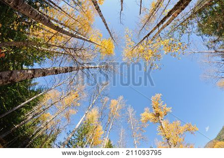 Fall colors around Moose Lake in Northern Idaho taken looking up with a wide angle lens