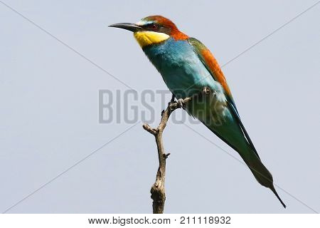 The European bee-eater is an incredibly colourful bird with an unmistakable appearance. 
In breeding plumage, it has a rich chestnut crown that blends into gold on its back.