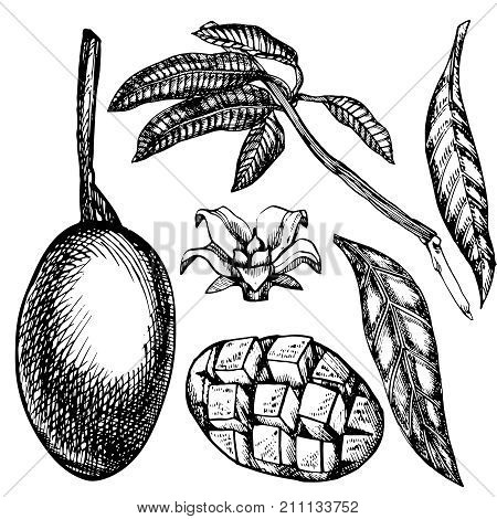 Hand drawn mango fruits set with leafs and mango slices and cubes. Sketch style vector fruit illustration isolated on white background. Organic food