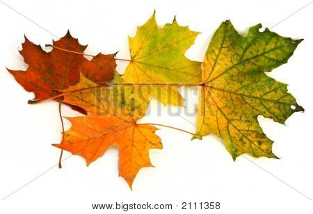 Gruppe von Maple Blätter # 2