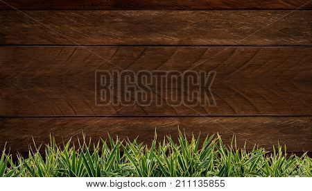 Fresh spring green grass and leaf plant over wood fence background. Wood background Grass frame