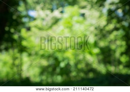 Natural Bokeh,blurred bokeh. green leaves in a summer park