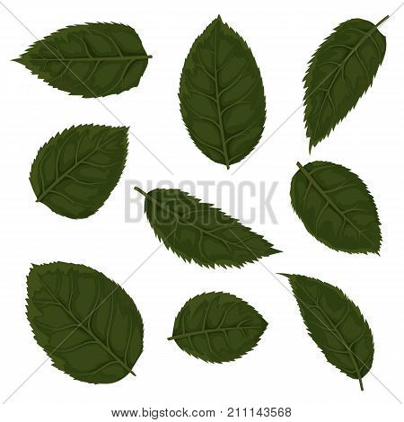 Vector watercolor style Rose flower green greenery leaves foliage hand drawn leaf object element collection. Greeting banner decorative natural designer set. Cute illustration for botany decoration