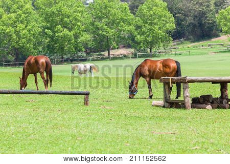 Horses Three Field Outdoors