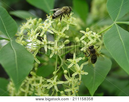 Ptelea trifoliata, ordinary hoppy, smelly ash or waffle ash light-green flowers on the bush. Bees collect pollen and nectar in spring with flowers similar to linden. Honey and medicinal plants in Europe.