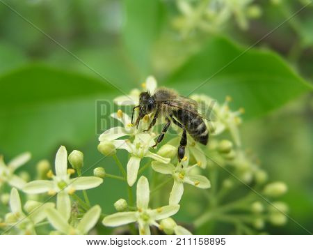 Ptelea Trifoliata, Ordinary Hoppy, Smelly Ash Or Waffle Ash Ligh
