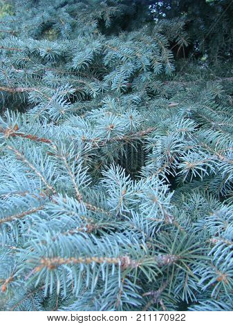 Photos Natural Background Branch Blue Spruce Growing In The Park. Shallow Depth Of Field