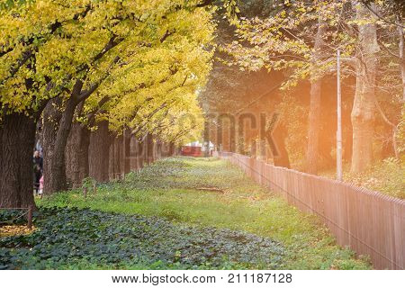 Yellow gingo leaved in the garden during late autumn season Japan natural landscape background