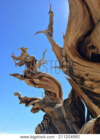 The twisted arms of an ancient bristlecone pine tree reach upwards, catching sunlight on their edges.