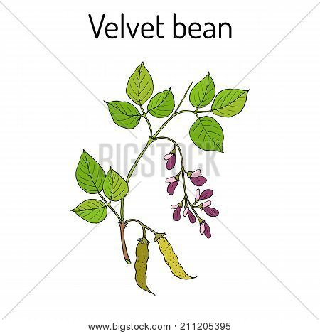 Velvet bean Mucuna pruriens , medicinal plant. Hand drawn botanical vector illustration