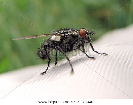 Flyve