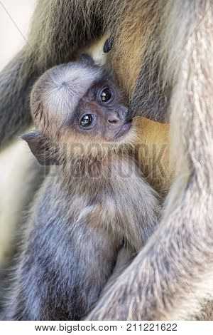 Infant Gray Langur Monkey Presbytis entellus nursing with its mother at the Ranthambore National Park in Rajastan India. And is regarded as sacred in Hinduism