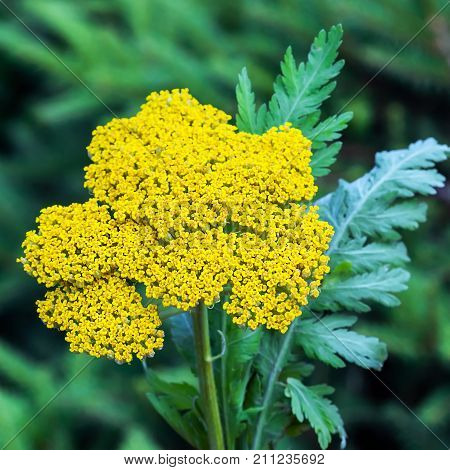 Decorative garden plant Yarrow targowy (lat. Achillea filipendulina). Yellow inflorescence close-up