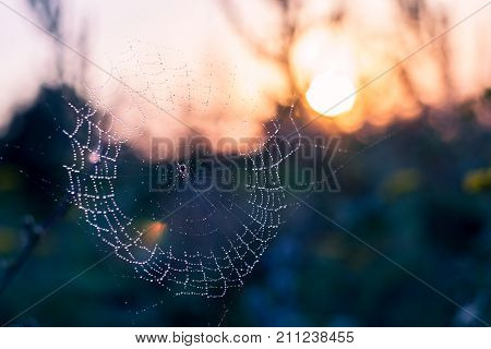 Spider sitting in the web glistening in the morning dew