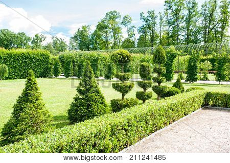 Round shaped topiary green trees with hedge on background in Rundale ornamental garden. latvia. Vibrant summertime outdoors horizontal image.