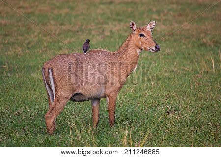 Female Nilgai With Brahminy Myna Sitting On Her In Keoladeo National Park, Bharatpur, India