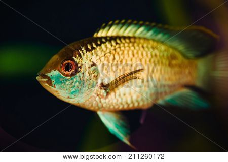 Nannacara. Blue aquarium fish on a background of seaweed.