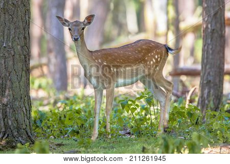 Female Sika Deer