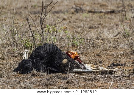African ostrich in Kruger national park, South Africa ; Specie Struthio camelus family of Struthionidae