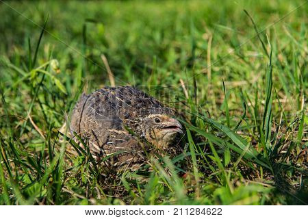Quail Living In Free-range