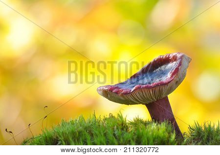 Red russula mushroom in moss in forest. Magic mushroom background in woodland