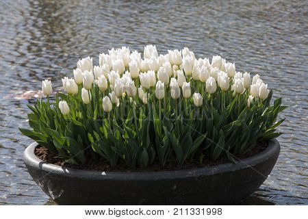 White tulips flowres in the pond in front of the Rijksmuseum in Amsterdam. Netherlands
