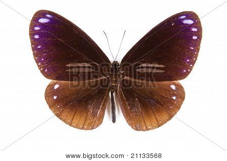 Schwarze und braune Schmetterling Euploea Midamus isoliert