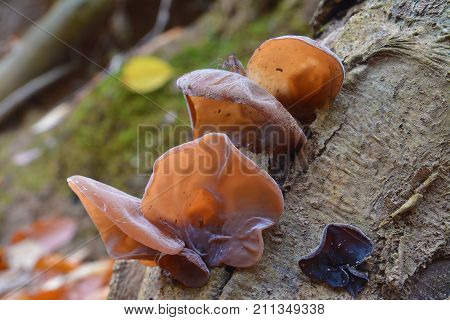 auricularia auricula-judae mushroom known as the Jew's ear wood ear jelly ear