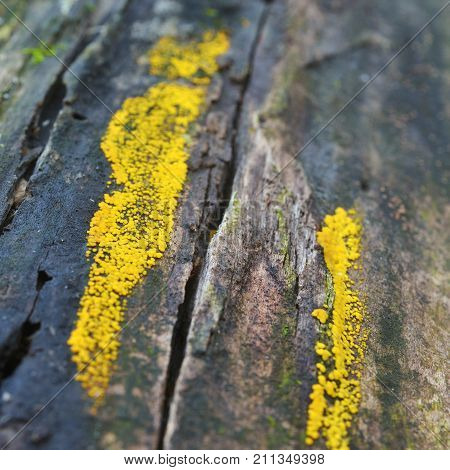 bisporella citrina fungus known as the lemon disco and yellow fairy cup