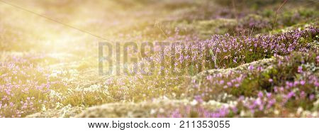 Blooming Moss Growing On Lava And Stone Fields In Iceland