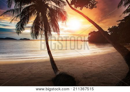 beautiful sunset sky at sea beach with couple of coconut tree