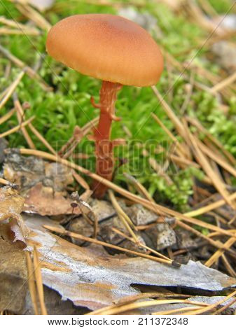 Forest mushroom photo. Very beautiful image