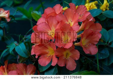 Blossoming bouquet Clivia orange. Bright flowered flowers Clivia. Close view of a bush of flowers