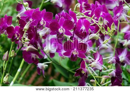 A close view of the Yakreei purple flowers Dendrobium. Flowering branches of Dendrobium close view in Gardens By The Bay