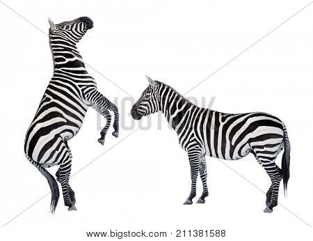 Two zebras playing. Funny animals isolated on white background. 