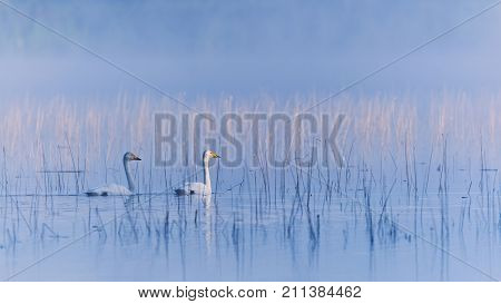 Two Beautiful Swooper Swans Swim At Dawn In A Magical Finnish Lake