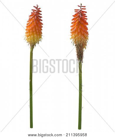 Kniphofia or Red Hot Poker flowers isolated on white background