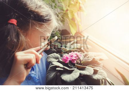 child girl learning to grow potted plants at home Kid exloring home flowers with loupe. Nature care and ecology concept