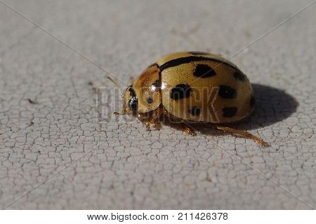 Yellow ladybug waiting on a table fpr a photo