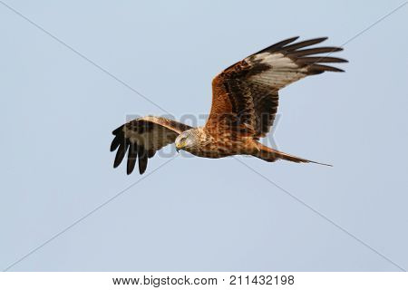 Awesome bird of prey in flight with the sky of background