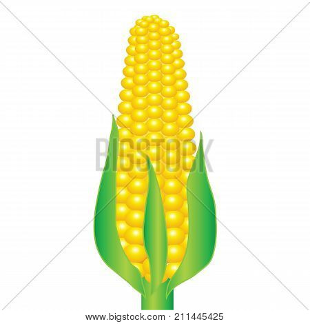 colorful illustration with an ear of corn on a white background