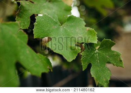 Green leaves backgroundbackground imagebright imagesuitable for text insertion