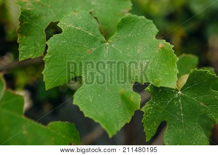 Green leaves backgroundbackground imagebright imagesuitable for text insertion