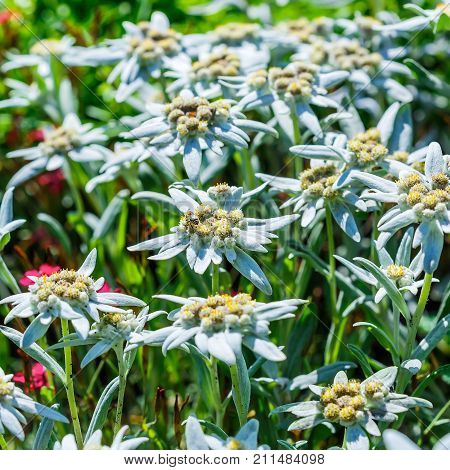 Edelweiss Alpine or Leontopodium ( lat. Leontopodium ). The flowering tree